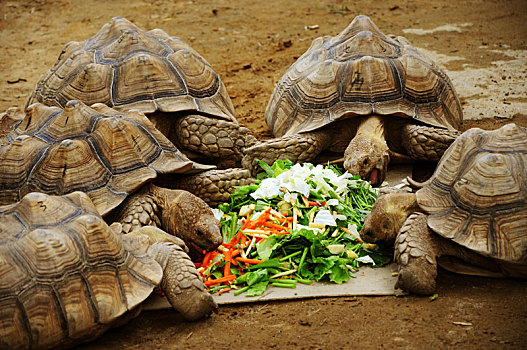 陆地上最长寿的动物乌龟,正在吃蔬菜