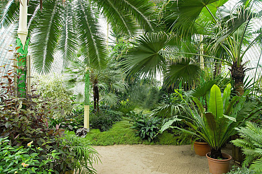 大,棕榈树,温室
