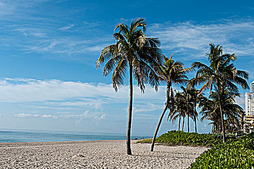 棕榈树,海滩,好莱坞,佛罗里达,美国
