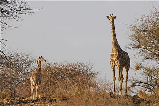 长颈鹿,母兽,靠近,纳米比亚,非洲