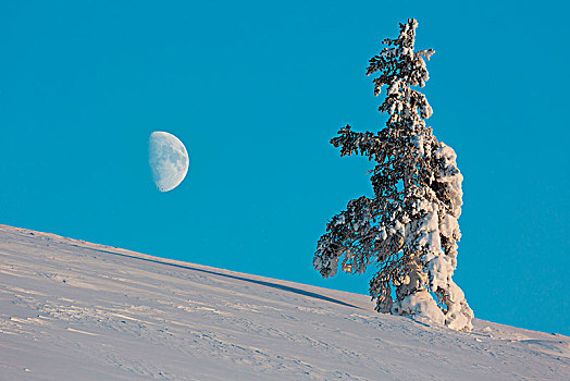 孤单,树,正面,月亮,国家公园,拉普兰,芬兰,欧洲