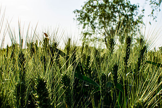 中国安徽合肥牛角大圩生态园春天小麦