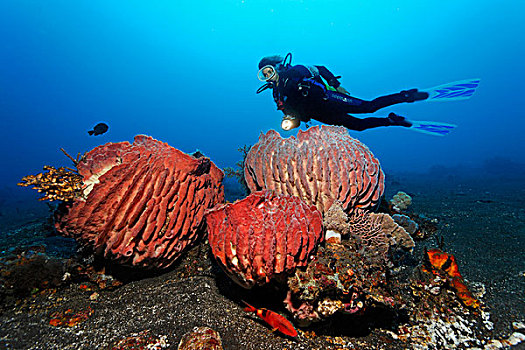 潜水,看,华美,巨大,海绵,巴厘岛,印度尼西亚,太平洋