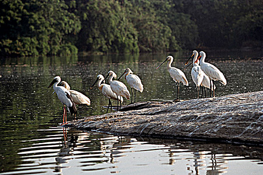 成群,篦鹭,靠近,水坑,鸟,保护区,地区,迈索尔,印度