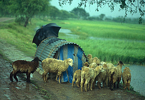 牧群,绵羊,财政紧张,靠近,乡村,孟加拉