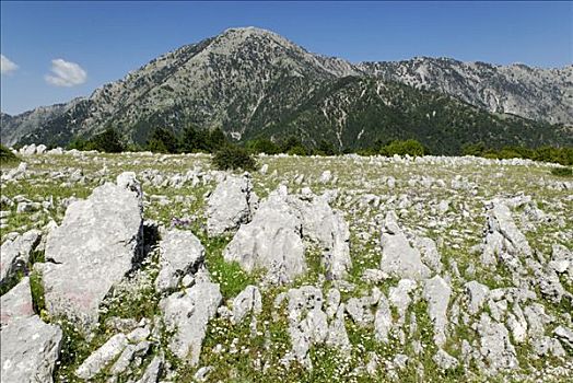 石灰石,喀斯特地貌,国家公园,阿尔巴尼亚,欧洲
