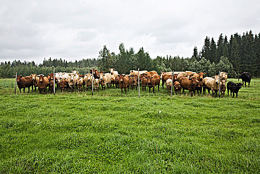 母牛,绿色,地点,芬兰