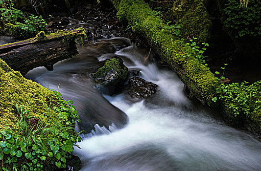 溪流,树林,俄勒冈,美国