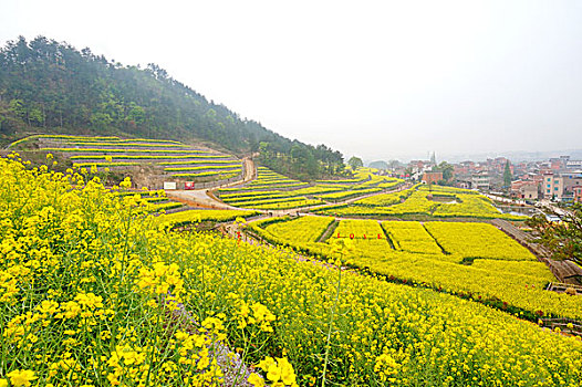 油菜花田