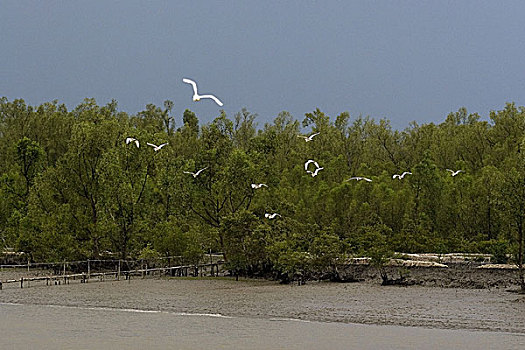 苍鹭,孙德尔本斯地区,孟加拉,五月,2007年,水禽,鹭,茎,捕食,浅,沿岸,淡水,洪水,地点,吃,鱼,甲壳类,昆虫