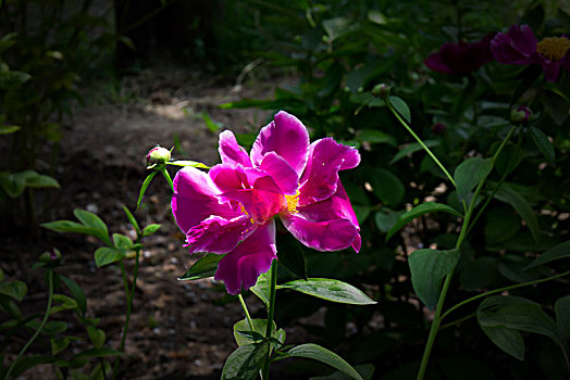 美丽芍药,芍药花