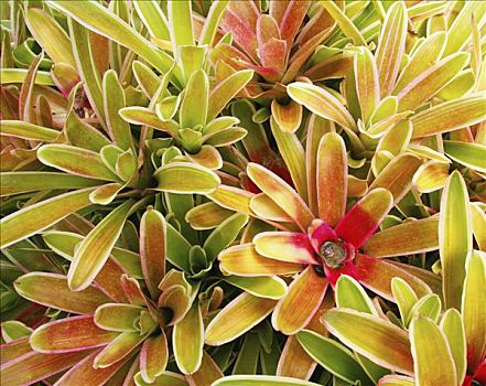 夏威夷,毛伊岛,簇,彩色,凤梨科植物,植物