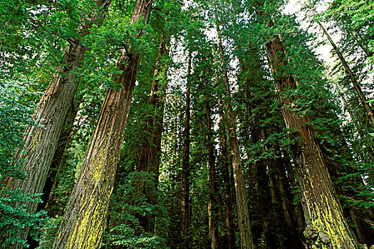 成熟林,红杉,北美红杉,洪堡红杉州立公园,加利福尼亚