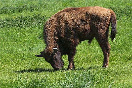 欧洲野牛,雄性动物