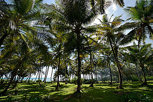 椰树,种植园,印度尼西亚,亚洲