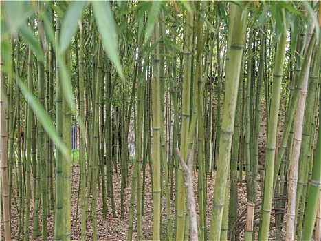竹子,植物