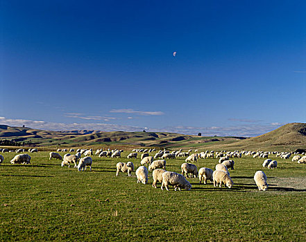 绵羊,农事,南,奥塔哥,南岛,新西兰