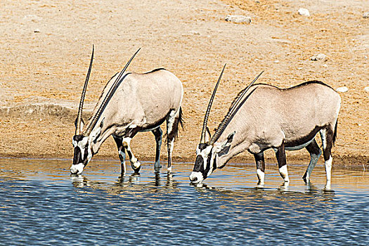 南非大羚羊,长角羚羊,羚羊,喝,水坑,埃托沙国家公园,纳米比亚,非洲