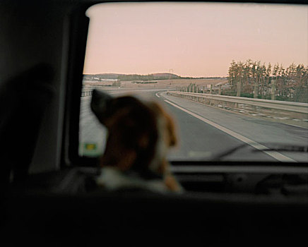 布列塔尼半岛,长毛垂耳狗,旅行,后备箱,高速公路