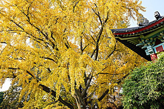 深秋的南京师范大学