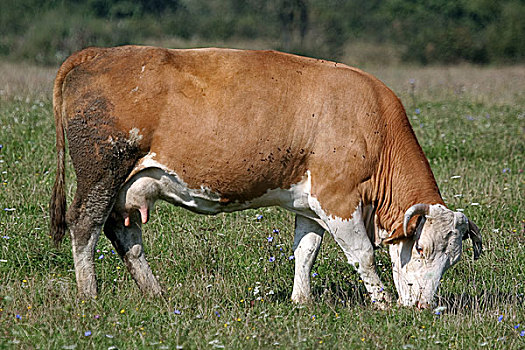 褐色,白人,母牛,吃