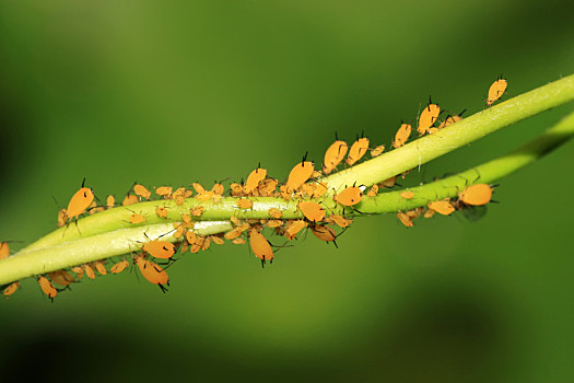 海棠花蚜虫图片大全图片