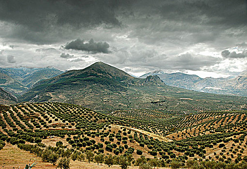橄榄树,土地,安达卢西亚,西班牙