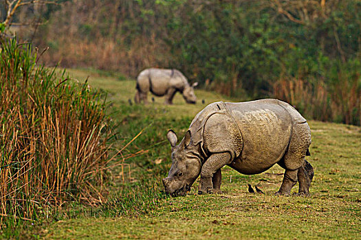 犀牛,卡齐兰加国家公园,印度