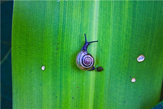 小,蜗牛,休息,绿叶