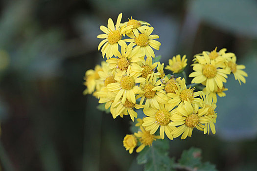 野菊花