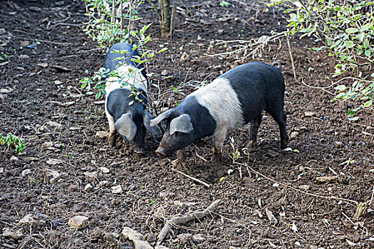 两个,猪,泥土