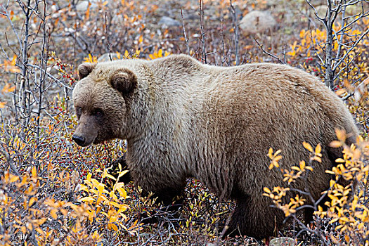 大灰熊,棕熊,苔原,德纳里峰国家公园,阿拉斯加