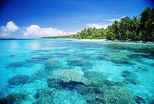 法属玻利尼西亚,环礁,青绿色,海洋,珊瑚,下方,表面,棕榈树,排列,海滩