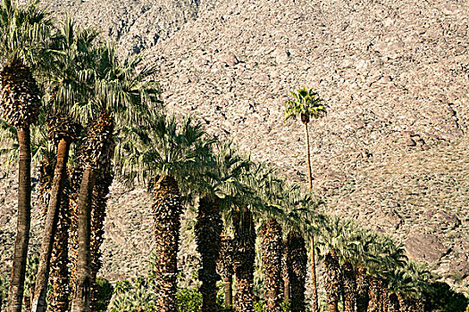景色,棕榈树,棕榈泉,加利福尼亚,美国