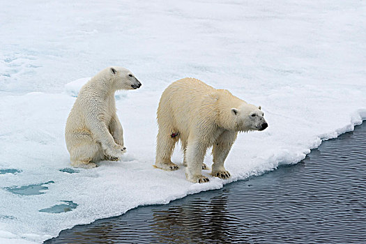 北极熊,幼兽,紧张,融化,浮冰,斯匹次卑尔根岛,岛屿,斯瓦尔巴群岛,挪威,欧洲