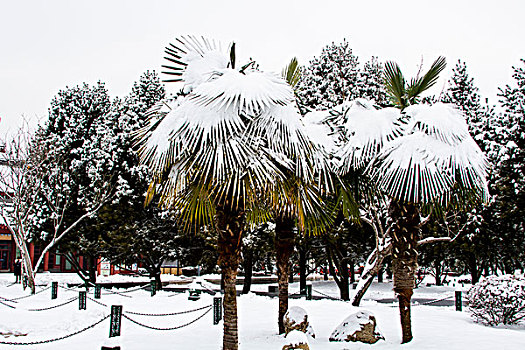 雪景