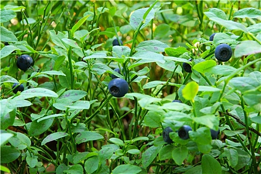 植物,蓝莓