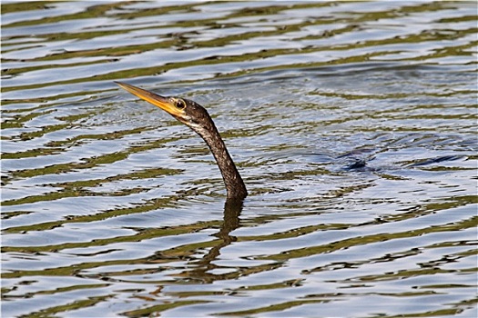美洲蛇鸟,游泳