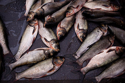 市场上卖的鲢鱼,黑龙江海林