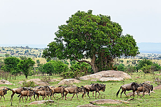 角马,迁徙,塞伦盖蒂国家公园,坦桑尼亚