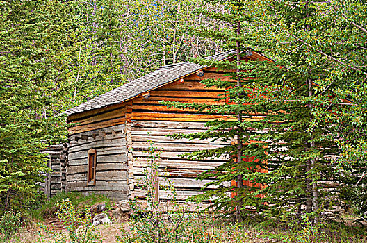 木屋,树林,家园,碧玉国家公园,艾伯塔省,加拿大