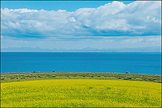 青海湖油菜花