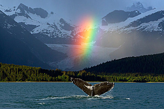 合成效果,鲜明,彩虹,上方,鹰,海滩,阵雨,驼背鲸,东南阿拉斯加,夏天