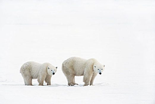 北极熊,母熊,一岁,幼兽,走,冰冻,苔原,丘吉尔市,曼尼托巴,加拿大
