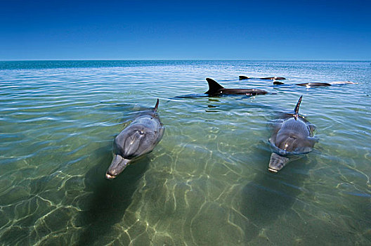 海豚,游动,水中,鲨鱼湾,西澳大利亚,澳大利亚
