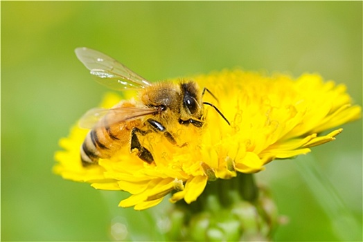 蜜蜂,蒲公英,花