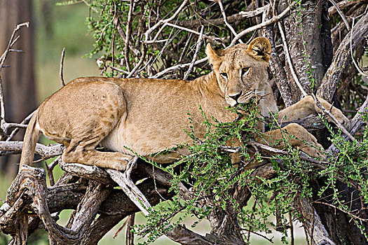 非洲,坦桑尼亚,休息,塔兰吉雷国家公园