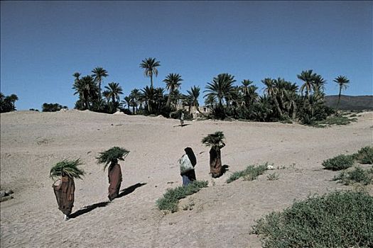 摩洛哥,绿洲,靠近,女人,棕榈树,头部