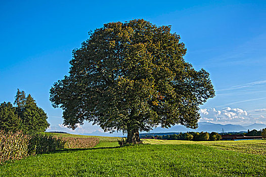 老,酸橙树,椴树属,靠近,巴伐利亚,德国,欧洲