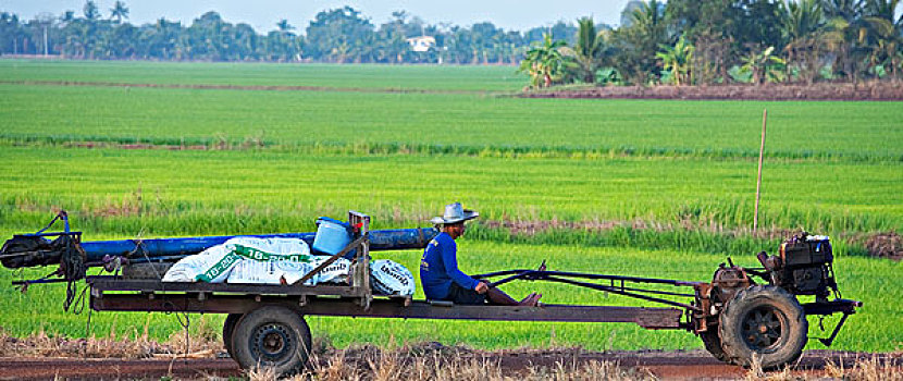 农民,驾驶,拖拉机,省,泰国